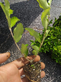 Acerola Cherry Tree Plant, 1 Plant, Pesticide Free, Barbados Cherry (Malpighia emarginata), 4 inches tall