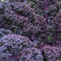 Scarlet Kale Seeds - NON-GMO, Dark Purple, Ornamental & Edible, Brassica oleracea