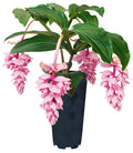 Rare Medinilla Magnifica Starter Plant - Live Well Rooted Royal ZENZ Variety - Unique Tropical Houseplant