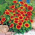 Indian Blanket Flower Seeds - 200+ Count - Drought Tolerant Annual Wildflower