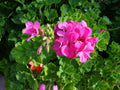 Hardy Fragrant Pink Flower Geranium Cuttings - 10 x 6'' - Pelargonium spp.