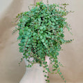 Peperomia Prostrata String of Turtles | 4" Potted Houseplant | Rare Succulent Plant