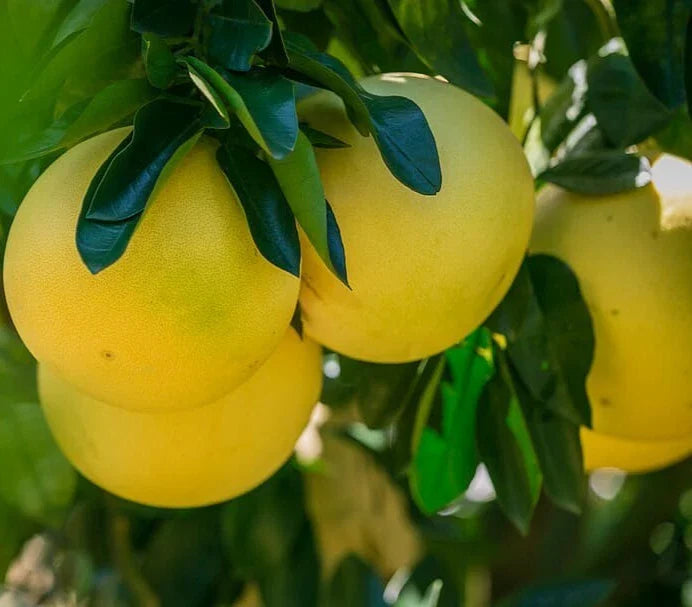 Red Fleshed Pomelo Fruit Tree Scions Cuttings 6-8 Inches for Rooting/Grafting (Citrus maxima)