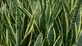 Rooted Sansevieria Plant - Mother-in-Law's Tongue - Air Purifying Houseplant - Dracaena trifasciata