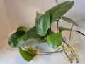 Hoya Fungii Cuttings - 4 Rooted Cuttings for Plant Propagation - Hoya carnosa