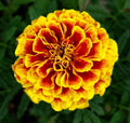 French Marigold Seeds - 600+ Heirloom Dwarf Naughty Marietta - Insect Repellent - Tagetes patula