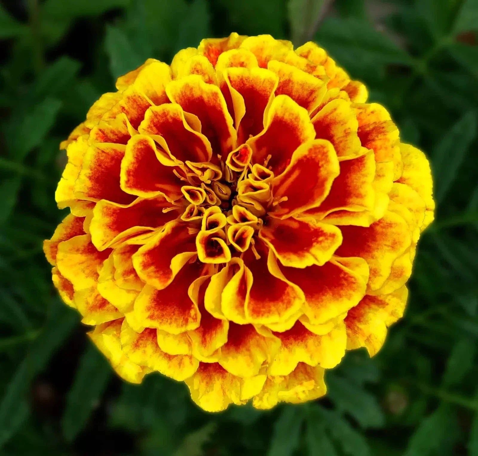 French Marigold Seeds - 600+ Heirloom Dwarf Naughty Marietta - Insect Repellent - Tagetes patula
