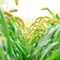Weeping Foxtail Millet Seeds, 100 Seeds, German Millet, Ornamental Planting, Setaria italica