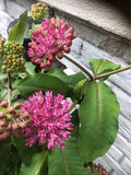 Common Milkweed Seeds for Planting (100 Seeds) - Asclepias syriaca - Native Pollinator Garden Plant