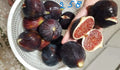 Italian 258 Cutting Plant - Non-Rooted Olive Variety - Olea europaea
