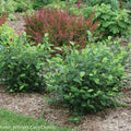 Aronia Black Chokeberry Cuttings Set of 12 Unrooted - Aronia melanocarpa - Fruit-bearing Shrub Plant Cuttings