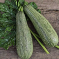 Grey Zucchini Summer Squash Seeds, Mexican Grey Zucchini, Lebanese Variety, Cucurbita pepo, Heirloom Seeds