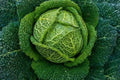 Savoy Perfection Cabbage Seeds - 1000+ Heirloom NON-GMO - Fresh Vegetable Seeds (Brassica oleracea)