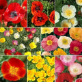 Poppy Seeds Mix - 2000 Non-GMO Perennial Oriental Poppies - Papaver orientale Flower Seeds for Garden, Borders, and Pollinators