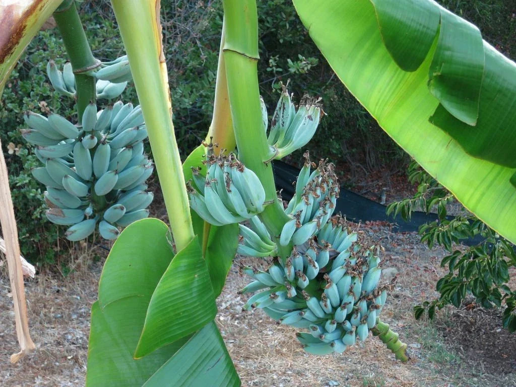 Live Banana Tree - Small Rooted Starter Plant - Musa Ice Cream (Blue Java) - Unique Tropical Fruit Plant