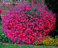 Lobelia Seeds - 100 Seeds - Carmine Beauty Cascade - Vibrant Red Annual Flower - Lobelia erinus
