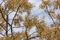 Chinaberry Tree Seeds - 30 Fast-Growing, Showy, Fragrant Melia azedarach Seeds for Planting