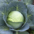 Cabbage Seeds - Stonehead Variety - Organic Brassica oleracea - Dense, Round Heads, Vegetable Seed Pack