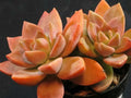Graptopetalum "California Sunset" - 4" Diameter Succulent Plant - Colorful Foliage, Low Maintenance, Indoor/Outdoor