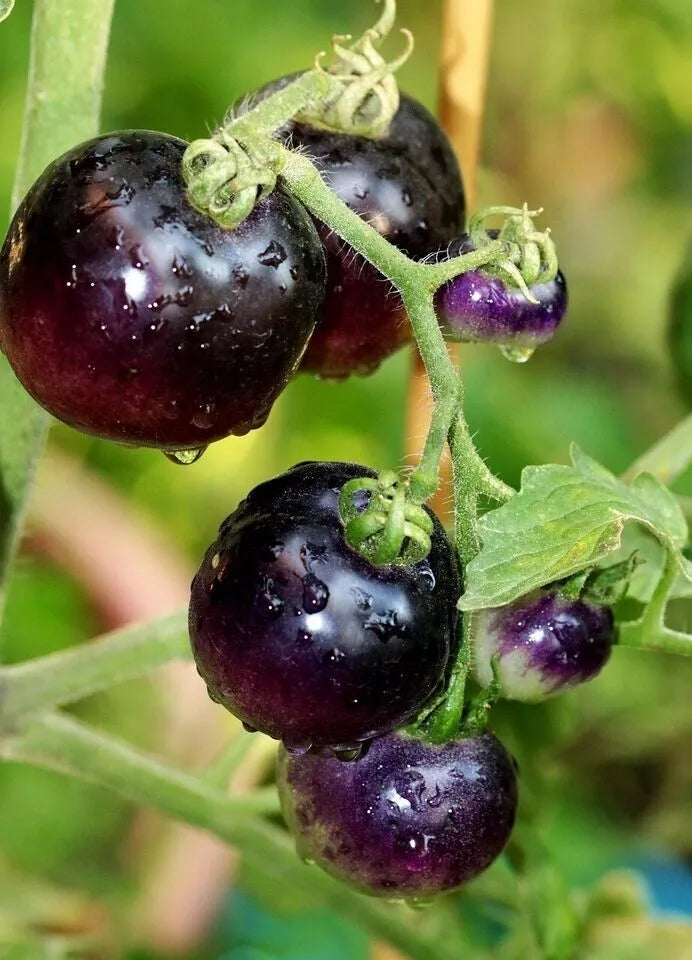 European Black Cherry Tomato Seeds - Heirloom Non-GMO, Sweet Dark Cherry, Solanum lycopersicum, Pack of 10+ Seeds
