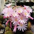 Rebutia Narvaecensis Cactus Plant – Live Succulent in 4-Inch Pot with Colorful Pink-Red Flowers, Easy Care Indoor or Outdoor Plant