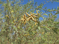 Screw Bean Mesquite Tree Seeds - 10 Seed Pods - Prosopis Pubescens - Drought-Tolerant Native Plant for Landscaping