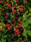 Organic Thornless Blackberry Cuttings - 6" Un-Rooted Rubus fruticosus, Thornless, Sweet Juicy Berries, Garden & Container Planting