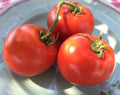 Homestead Tomato Seeds - 50 Heirloom Non-GMO Solanum lycopersicum for Home Garden, Full Sun, Indeterminate, Rich Flavor