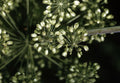 Angelica Seeds - 200 Non-GMO Herb Seeds for Gardening - Angelica archangelica - Easy to Grow, Free Shipping