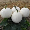 Casper White Pumpkin Seeds - 10 Non-GMO Cucurbita pepo Rare White Pumpkin Seeds for Fall Decor & Culinary Use