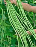Green Yard Long Bean Seeds - 15+ Non-GMO Asian String Beans - Sitaw (Vigna unguiculata)