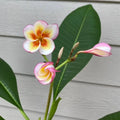 Fireblast Plumeria Cutting - Mid Cut - Vibrant Red & Orange Flowers - Tropical Fragrant Plant - Plumeria spp.