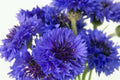 Bachelor Button Seeds - 1000 Count, Blue Flowers, Centaurea cyanus, Annual Garden Seeds for Borders & Wildflowers