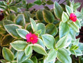 Variegated Baby Sun Rose Succulent - 4" Heart Leaf Ice Plant - Aptenia Cordifolia - Trailing Variegated Foliage