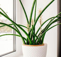 Snake Plant Cutting - Unrooted Sansevieria cylindrica Live Starter Plant for Indoor Air Purification