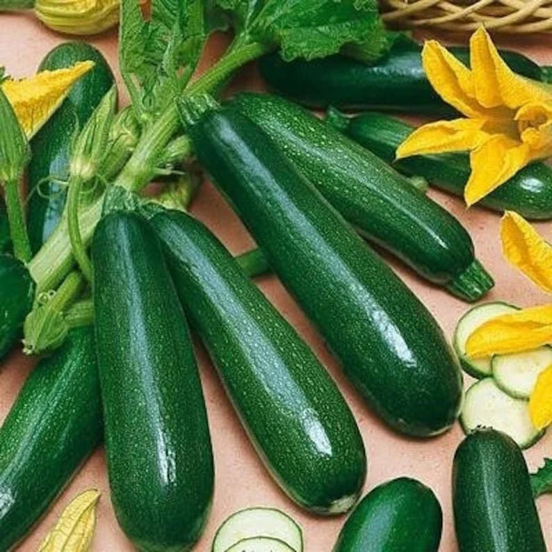 Black Beauty Zucchini Seeds – Heirloom, Organic, Non-GMO, Cucurbita pepo, 50+ Vegetable Seeds for Home Gardening