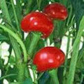 Red Sweet Cherry Pepper Seeds, Heirloom, NON-GMO, 100+ Seeds, Capsicum annuum
