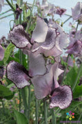 Nimbus Sweet Pea Seeds - 50+ Count - Flowering Garden Seeds - Lathyrus odoratus - USA Grown, Free Shipping