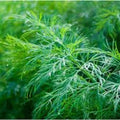 Dill Seeds 500+ Anethum graveolens Culinary Herb Spice Non-GMO Dukat Variety Seed Packet