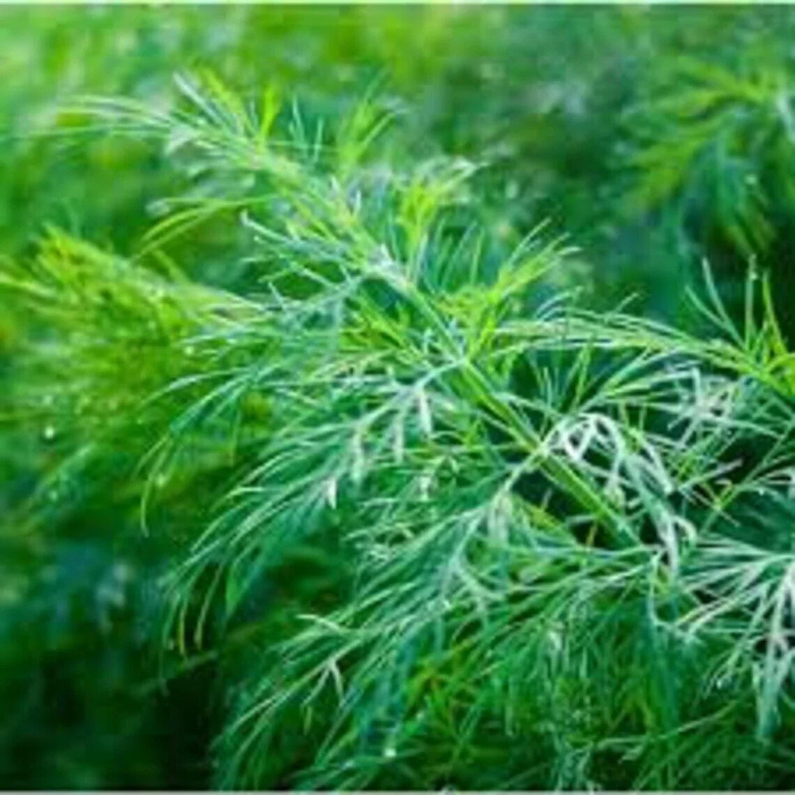 Dill Seeds 500+ Anethum graveolens Culinary Herb Spice Non-GMO Dukat Variety Seed Packet