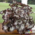 Super Curl Begonia Seeds - 25+ Pack - USA Grown Begonia x semperflorens for Home Gardens