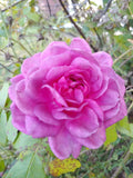 Rose Cuttings 4"-6" Lavender Crush | Edible Jelly, Drink | Rosa spp.
