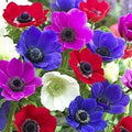 Anemone de Caen Bulbs Mix Colors 12 Pack – Vibrant Spring Flowering Bulbs for Borders & Containers