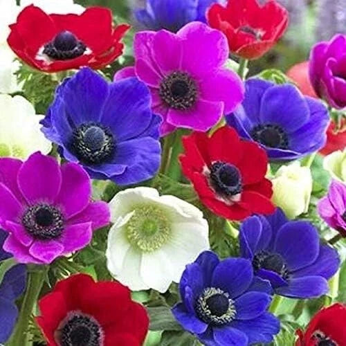 Anemone de Caen Bulbs Mix Colors 12 Pack – Vibrant Spring Flowering Bulbs for Borders & Containers