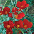 California Poppy Seeds Red Chief Non-GMO 1000 | Eschscholzia californica Pollinator-Friendly Seed Pack