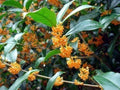 Fragrant Tea Olive Plant - APRICOT ECHO - Rooted Starter - Osmanthus fragrans