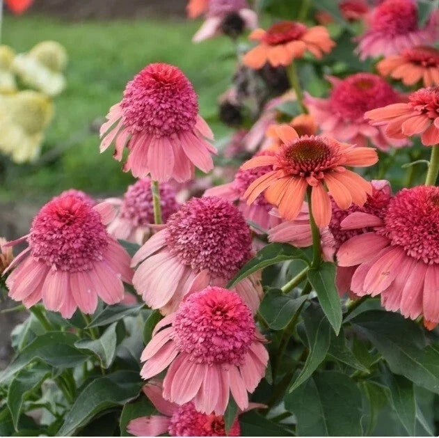 Rainbow Sherbert Coneflower Seeds, Echinacea purpurea, Perennial Flower Seeds for Garden, Colorful Multi-Color Blooms