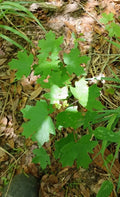 Red Maple Seedlings 1ft 2-Pack Fast-Growing Acer rubrum Hardy Shade Trees Southern Alabama Grown