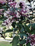 Shooting Star Plant Cuttings - 6 Quad Cuttings - Clerodendrum Quadriloculare Starburst