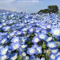 Baby Blue Eyes Seeds - Groundcover Wildflower - Drought Tolerant - Nemophila menziesii - 500+ Seeds